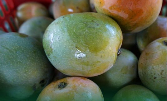 Mangga Gincu
